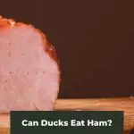 Can Ducks Eat Ham?