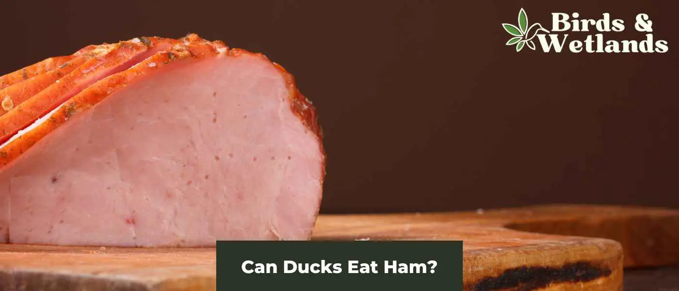 Can Ducks Eat Ham?