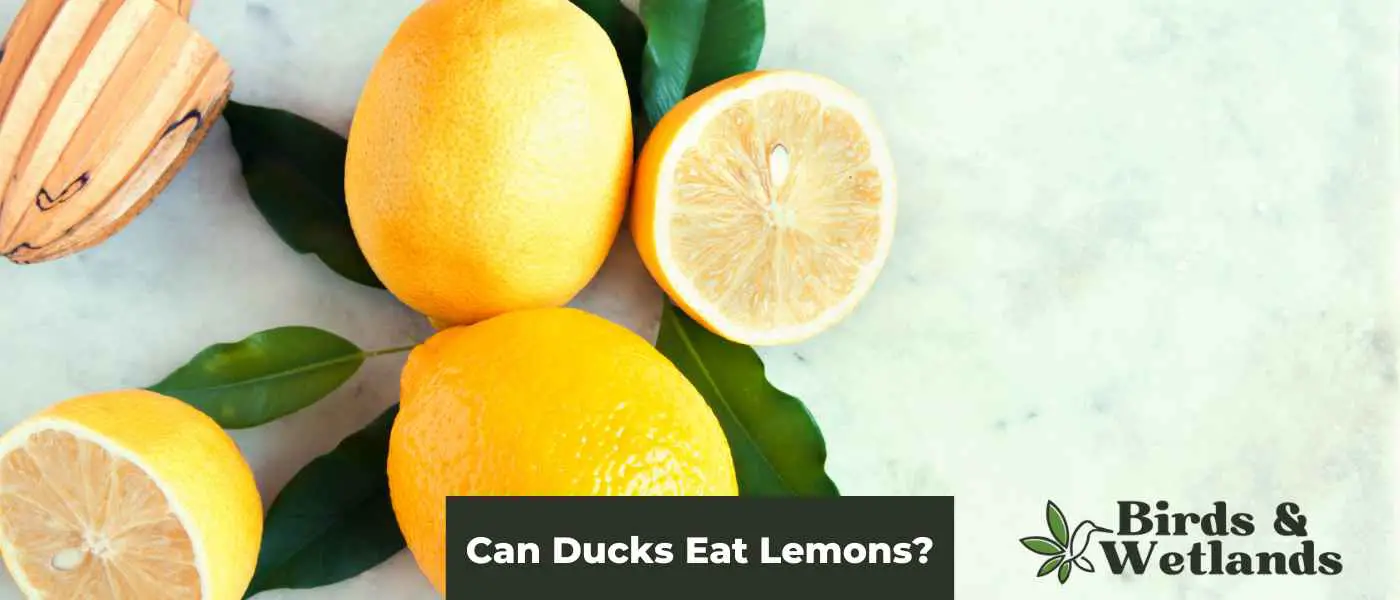 Can Ducks Eat Lemons?