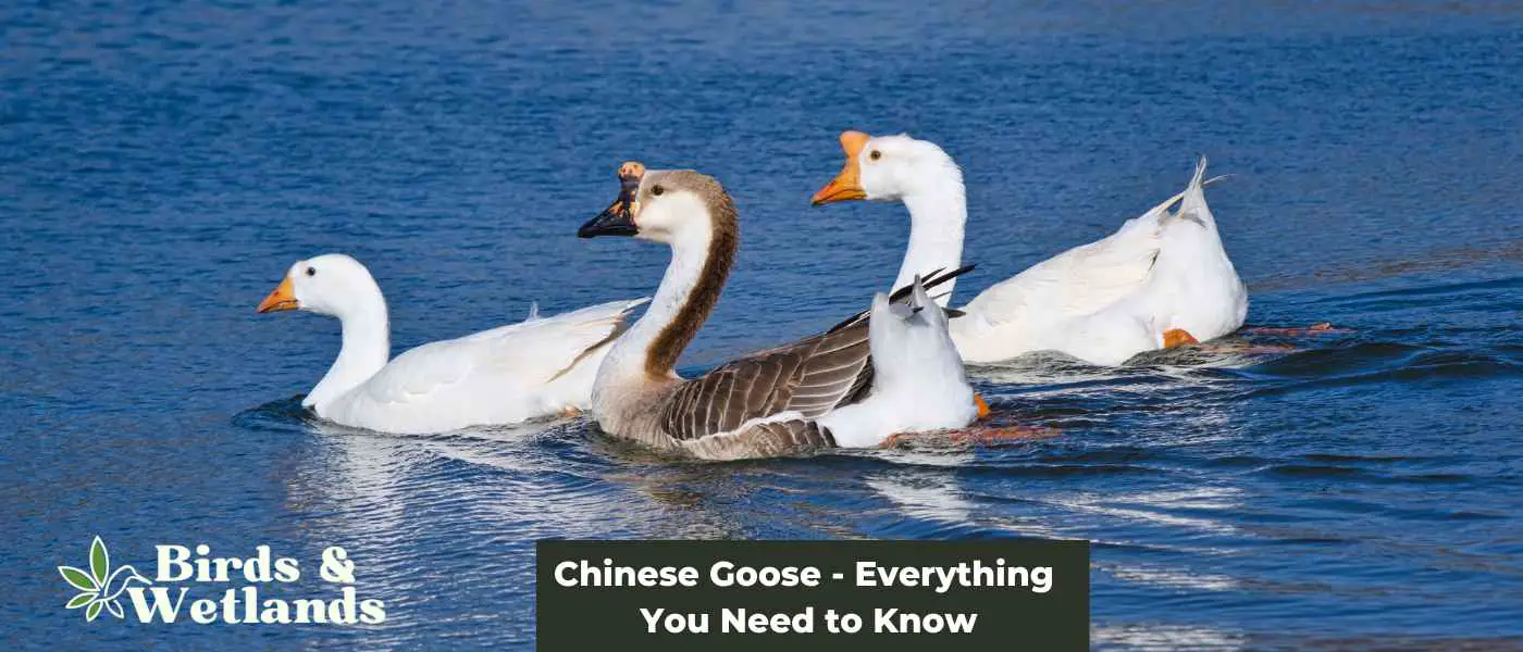 Chinese Goose - Everything You Need to Know - Birds & Wetlands