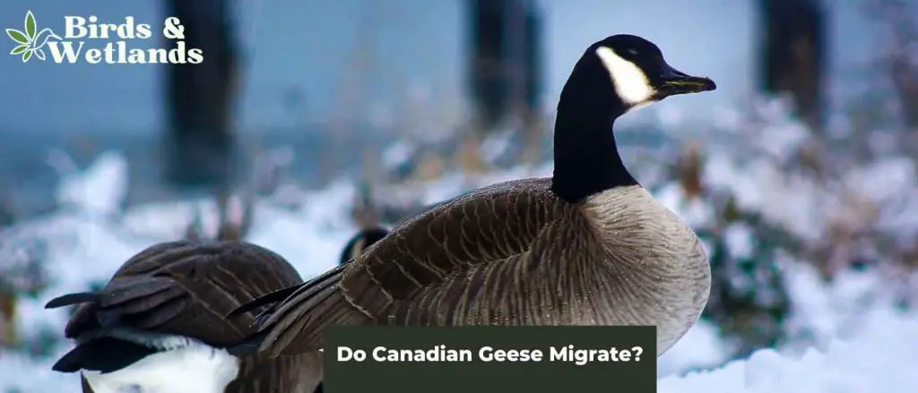 Do Canadian Geese Migrate? - Birds & Wetlands