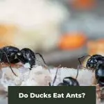 Do Ducks Eat Ants?
