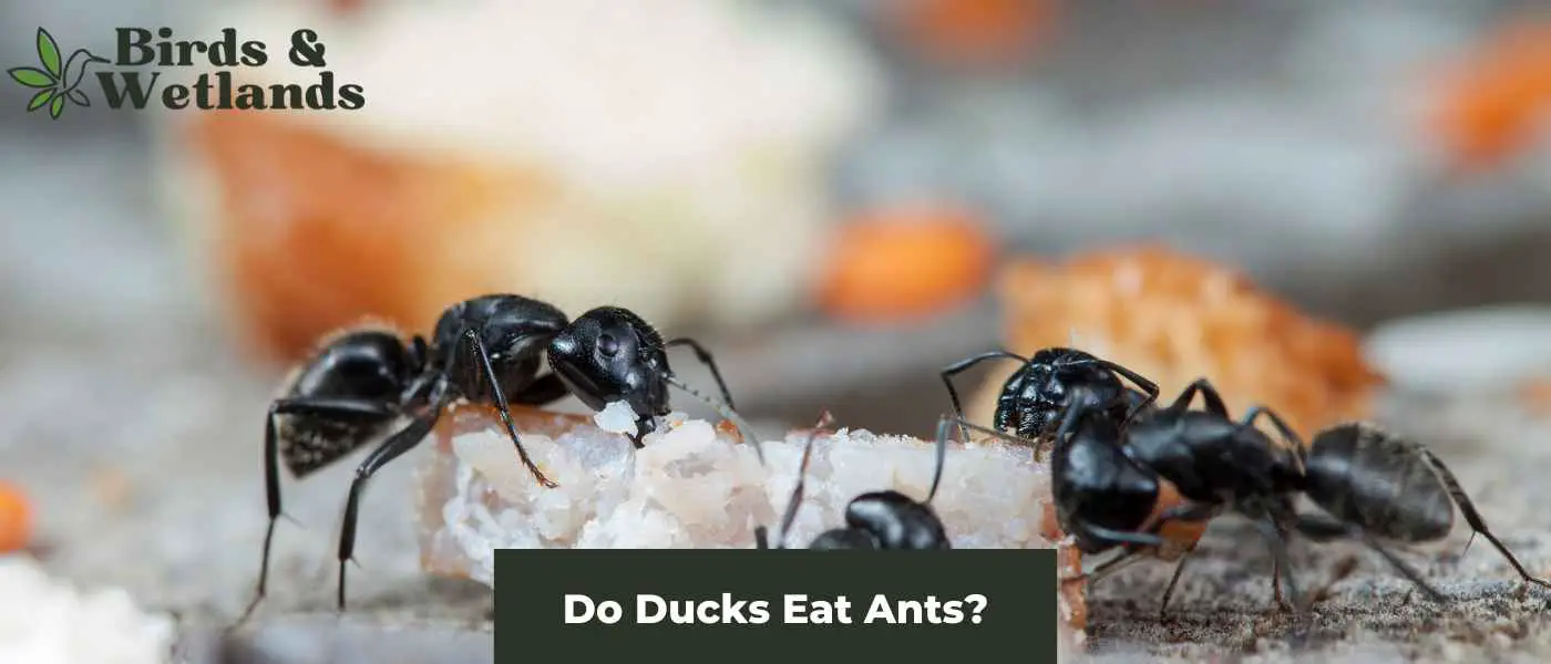 Do Ducks Eat Ants?