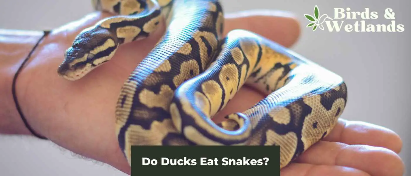 Do Ducks Eat Snakes? The Surprising Truth - Birds & Wetlands