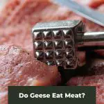 Do Geese Eat Meat?