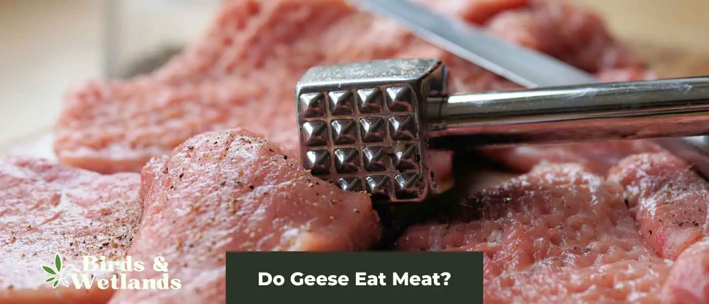 Do Geese Eat Meat?