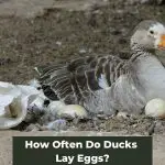 Feathered Producers: How Often Do Ducks Lay Eggs?