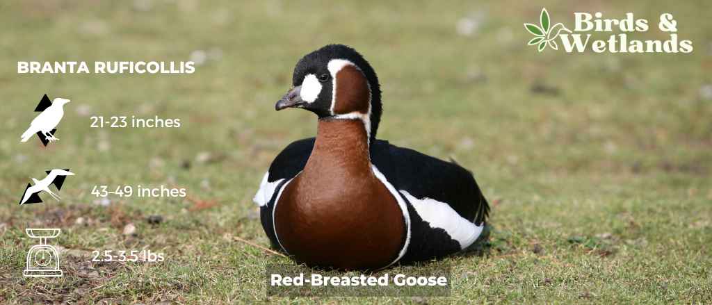 Red-Breasted Goose: Facts, Photos, Sounds and More - Birds & Wetlands