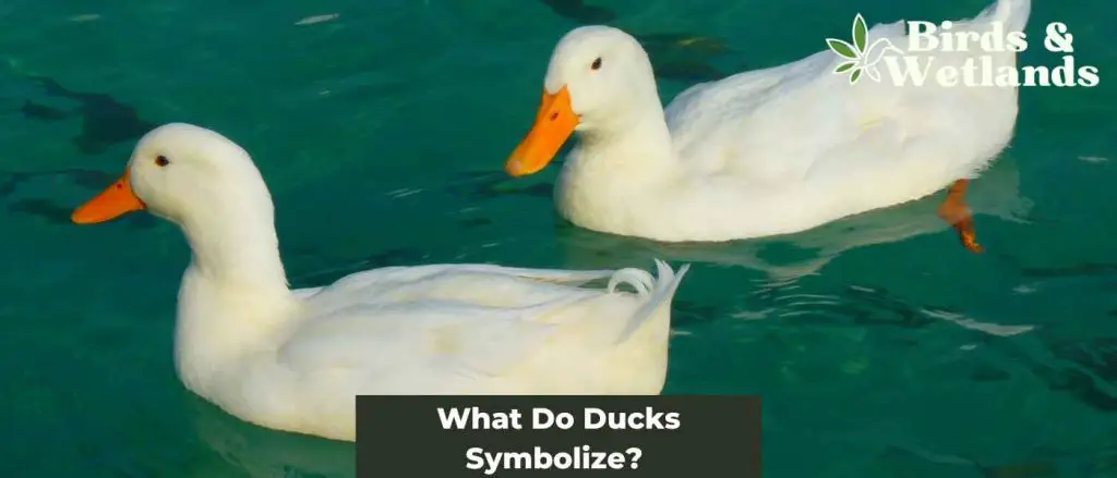 what-do-the-ducks-symbolize-in-the-catcher-in-the-rye-lasopavalues