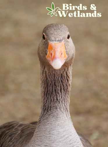 Canada goose spirit clearance animal