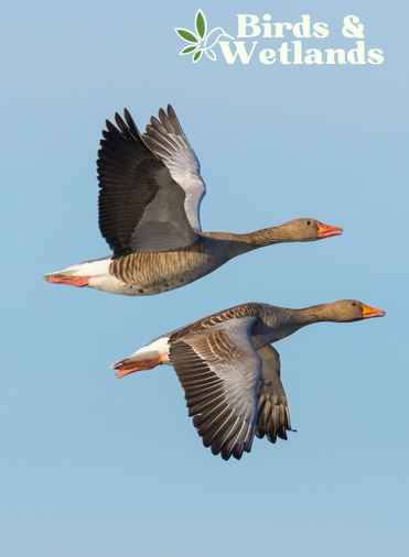 Canadian goose spirit clearance animal