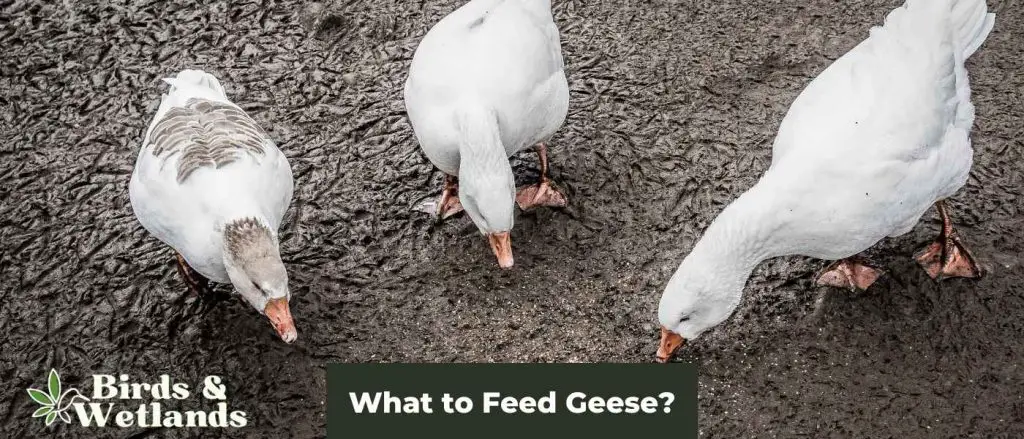 what-to-feed-geese-a-comprehensive-guide-to-their-diet-birds-wetlands