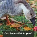An Apple a Day: Can Swans Eat Apples?
