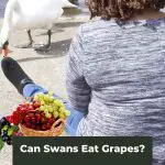 Grape Expectations: Can Swans Eat Grapes?
