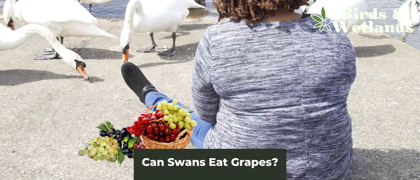 Grape Expectations: Can Swans Eat Grapes?
