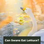Lettuce Be Clear: Can Swans Eat Lettuce?
