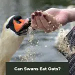 Oats so simple… Can Swans Eat Oats?