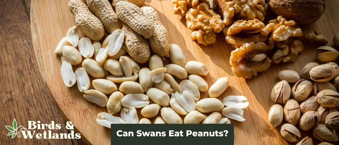 A Nutty Combination: Can Swans Eat Peanuts?