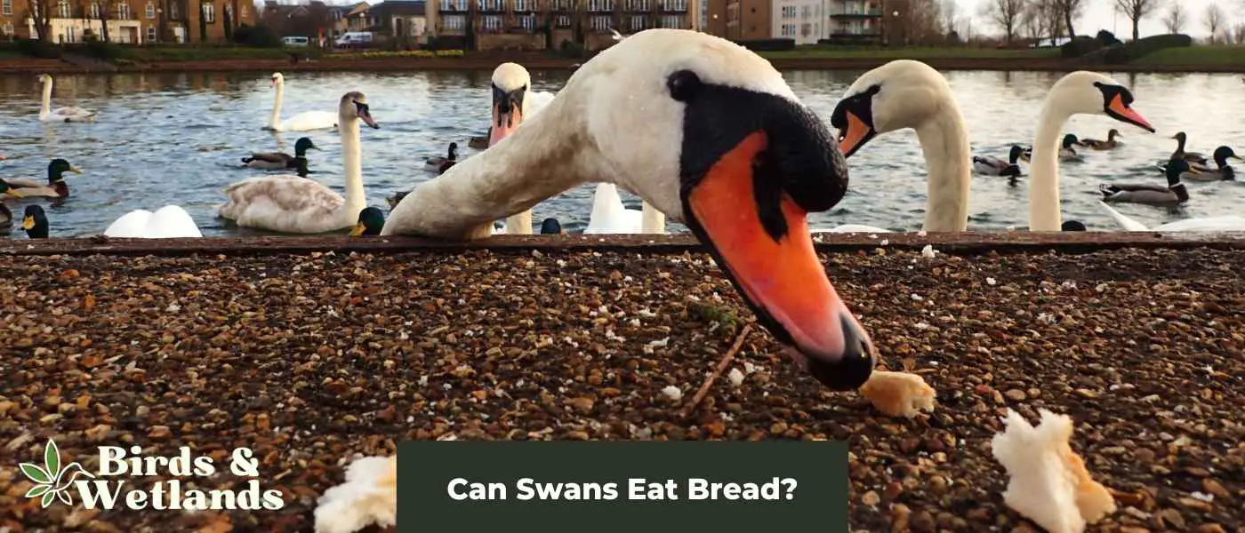 The Quack Down on Can Swans Eat Bread?