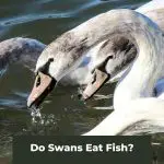 Swans Gone Fishing: Do Swans Eat Fish?