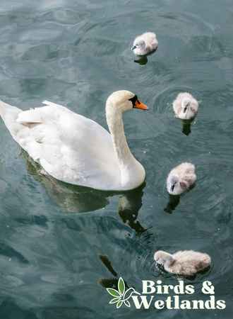 Do Swans Carry Babies on Their Back? Debunking Myths and Facts - Birds ...