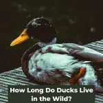Living Wild: How Long Do Ducks Live in the Wild?