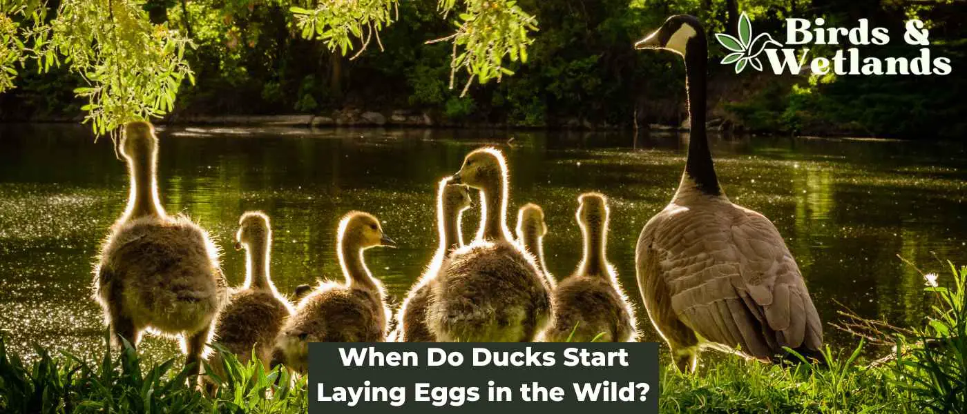 When Do Ducks Start Laying Eggs in the Wild?