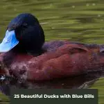 Aquatic Wonders: 25 Beautiful Ducks with Blue Bills