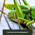Can Ducks Eat Grasshoppers?