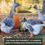 Can Geese Eat Pumpkin? : A complete guide to feeding your feathered friends