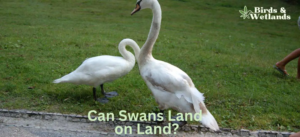 Can Swans Land on Land