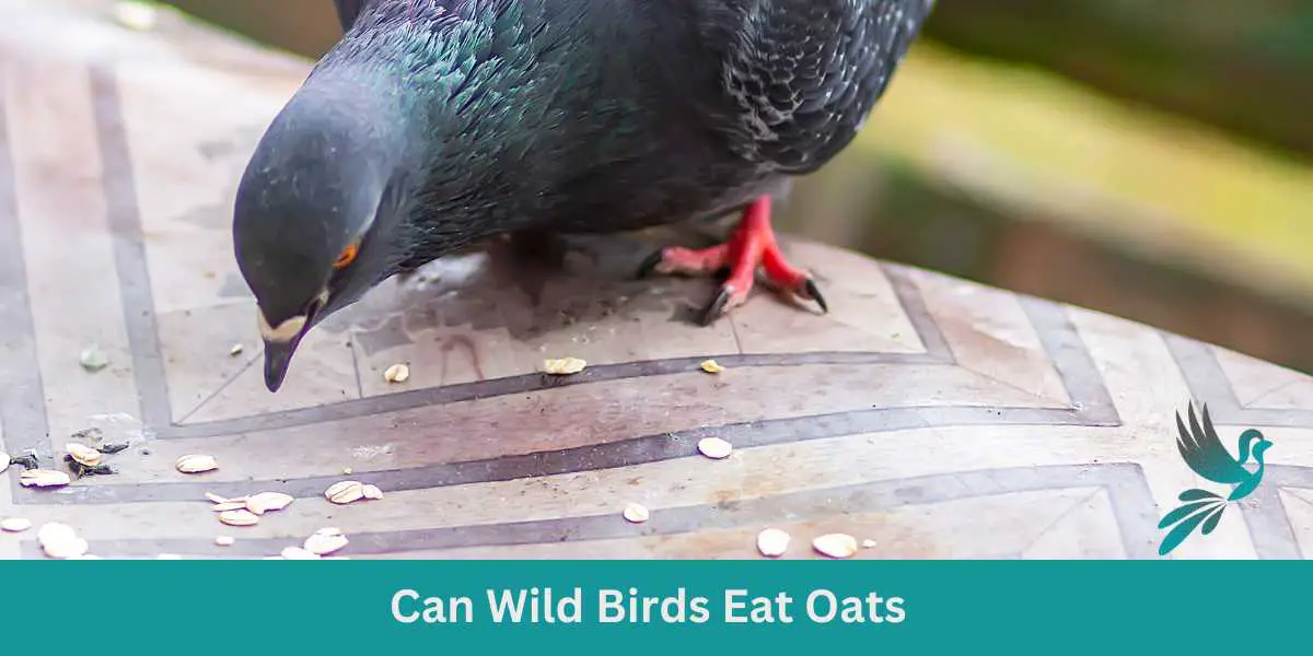 Can Wild Birds Eat Oats