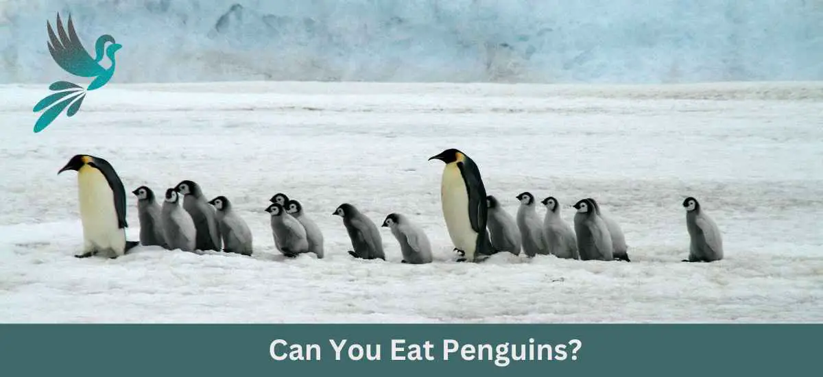 Can You Eat Penguins? - Birds & Wetlands