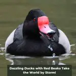Dazzling Ducks with Red Beaks Take the World by Storm!
