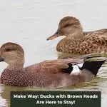 Earthy Elegance: A Guide to Ducks with Brown Heads