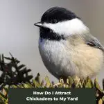 How Do I Attract Chickadees to My Yard