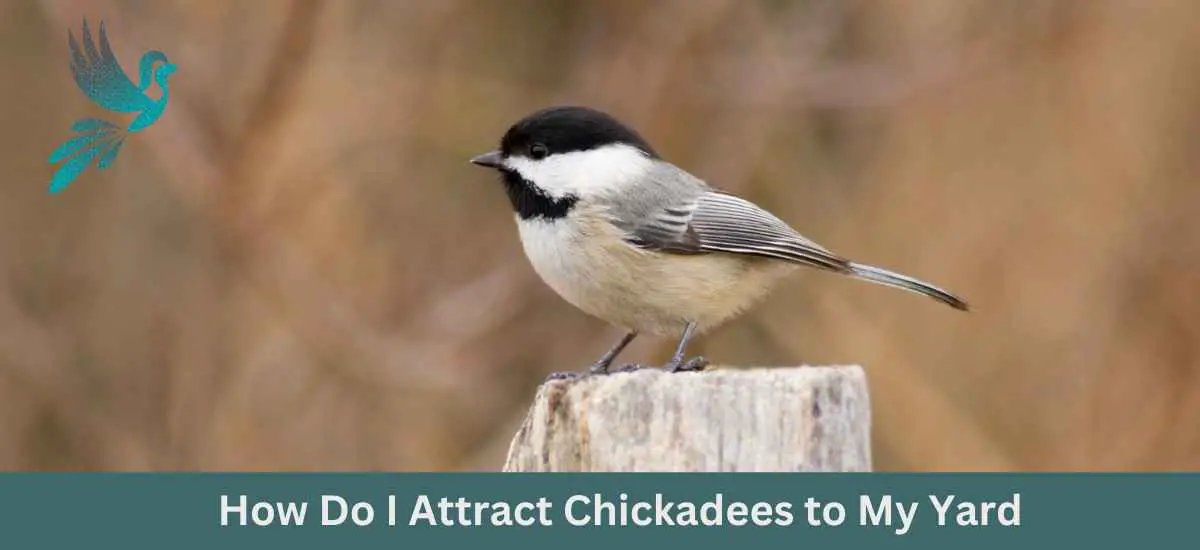 How Do I Attract Chickadees to My Yard
