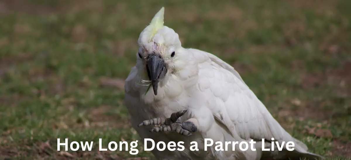 How Long Does a Parrot Live