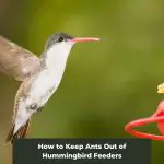 How to Keep Ants Out of Hummingbird Feeders