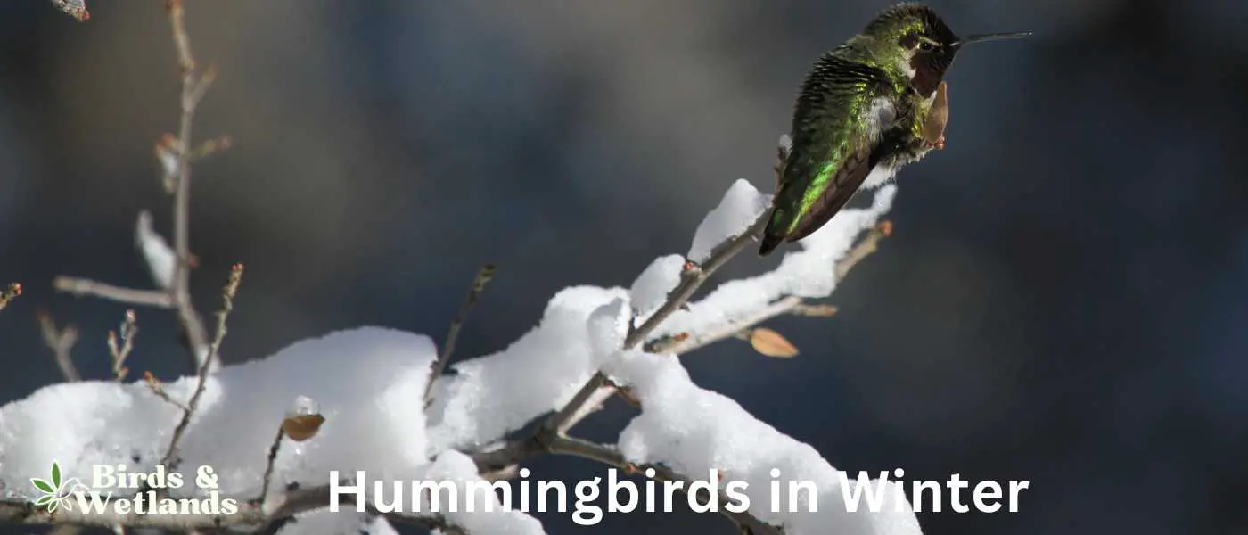 Hummingbirds in Winter