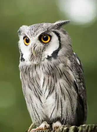 Do Owls Have Ears? - Birds & Wetlands