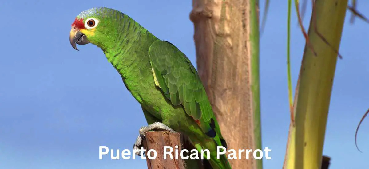 Puerto Rican Parrot