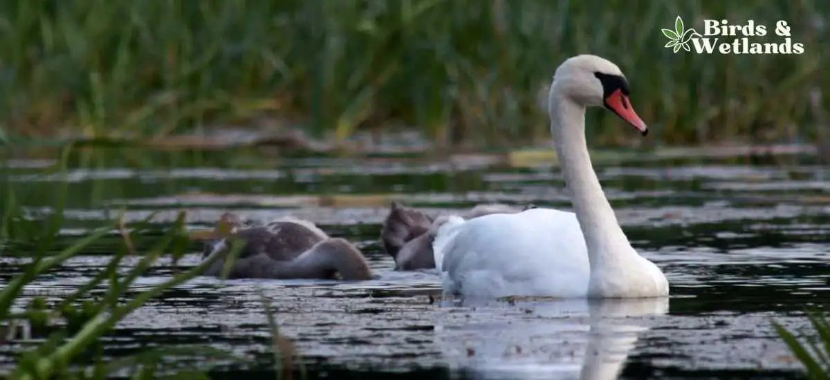 Majestic Swans of North America: A Comprehensive Guide