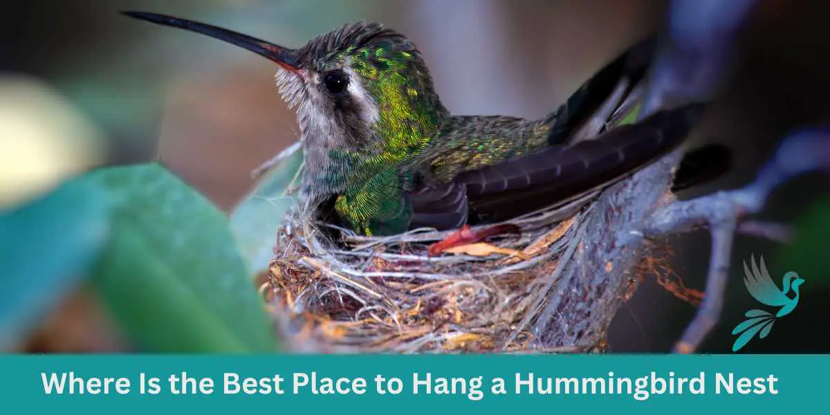 Where Is the Best Place to Hang a Hummingbird Nest