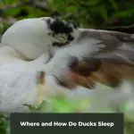 Snoozing Ducks: Where and How Do Ducks Sleep
