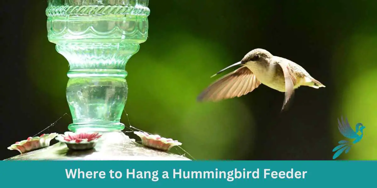 Where to Hang a Hummingbird Feeder