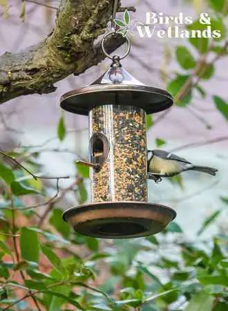 bird feeders location