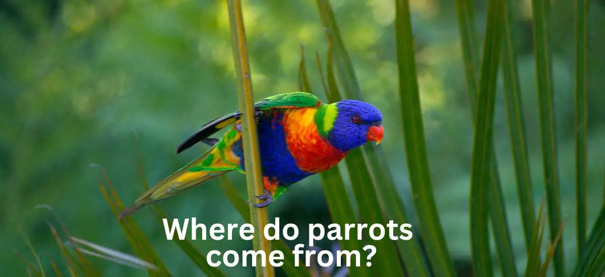 where do parrots come from