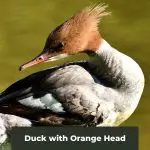 Orange is the New Quack: Meet the Charming Ducks with Orange Heads