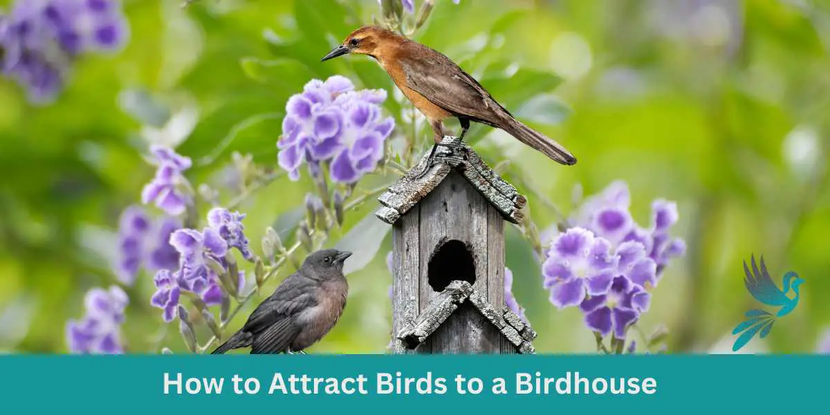 How to Attract Birds to a Birdhouse